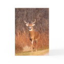 Hey - where are you going?! (Deer/Buck) cards