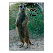 Hey You Meerkat Birthday Card