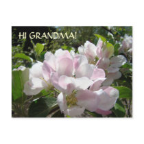 HI GRANDMA! Post card APPLE BLOSSOM FLOWERS