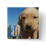 Hi, Hello - Popping Up to Say Hi! - Labrador Puppy