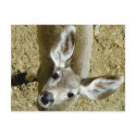 Hi Joy..."Oh Deer"..."Oh My"...You Finally Made It postcards