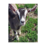 Hi There Goat Post Card