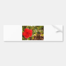 Hibicus Bumper Stickers