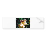 Hibiscus 2 bumper stickers