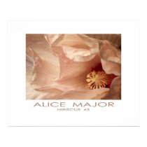Hibiscus 63 posters