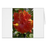 Hibiscus Cards