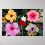 Hibiscus Collage posters