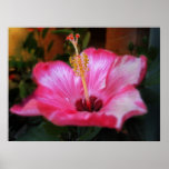 Hibiscus Dreams Posters