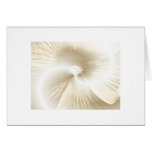 Hibiscus Flower Card