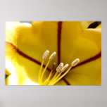 Hibiscus Flower posters