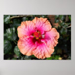 Hibiscus Flower posters