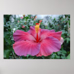 Hibiscus Flower posters