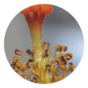 Hibiscus Flowers Stamens Pistils stickers