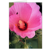 Hibiscus Greeting Cards