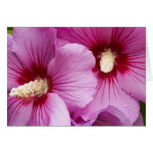 Hibiscus In Bloom Greeting Cards