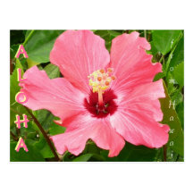 Hibiscus in Hawaii Pink Coral Colour Postcard
