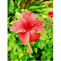 Hibiscus, Placencia, Belise