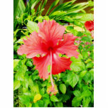 Hibiscus, Placencia, Belise photo sculptures