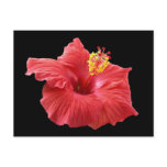 hibiscus postcards