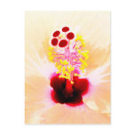 Hibiscus postcards