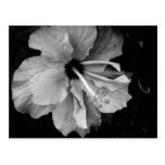 Hibiscus Postcards