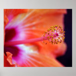 Hibiscus posters