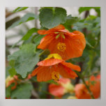 Hibiscus posters