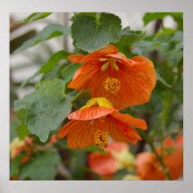 Hibiscus Posters