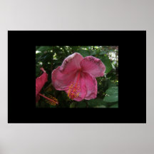 hibiscus poster