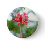 Hibiscus Schizopetalus (Fringed Hibiscus) flowers Buttons
