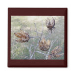 Hibiscus Seed Pods Magnet