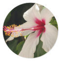 Hibiscus Stickers