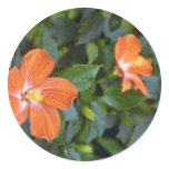 Hibiscus Syriacus Coeur Creole (Rose of Sharon) Pi Round Stickers
