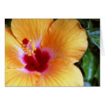 Hibiscus, Yellow-Orange Greeting Cards