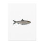 Hickory Shad Photo Postcard