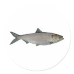 Hickory Shad Photo Sticker