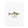 Hickory Shad Postcards