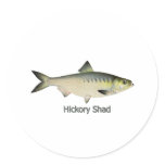 Hickory Shad Sticker
