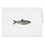 Hickory Shad Watercolor Greeting Cards