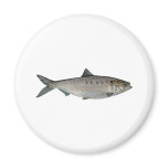 Hickory Shad Watercolor Fridge Magnets