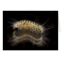 Hickory Tussock Caterpillar Greeting Cards