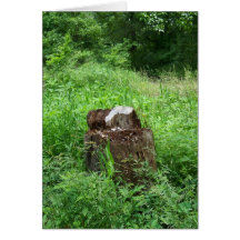 Hidden Beauty of a Tree Stump Greeting Card