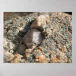 Hidden Quartz Posters