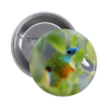 Hide and Seek Buttons