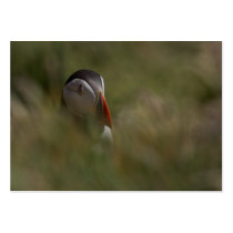 Hide and Seek Puffin Business Card Templates