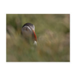 Hide and Seek Puffin Post Card
