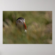 Hide and Seek Puffin Posters