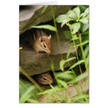 Hide & Seek Baby Chipmunks Greeting Cards