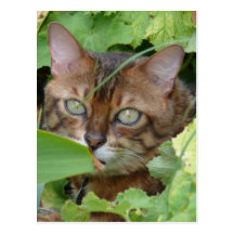 Hiding in the Garden Post Card