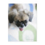 High angle view of an Eskimo Dog Postcards